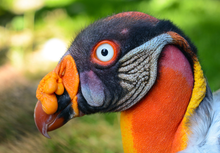Load image into Gallery viewer, King Vulture